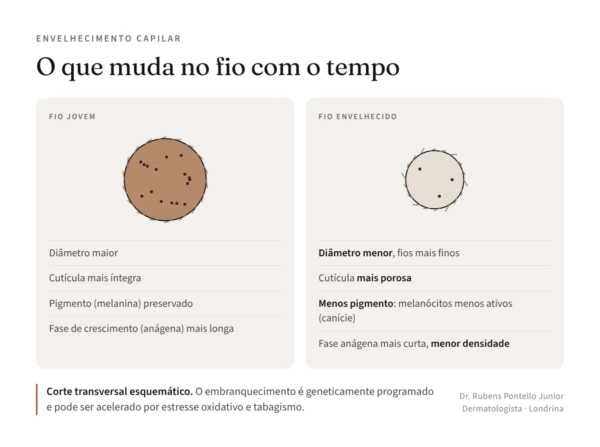 Corte transversal esquemático comparando o fio de cabelo jovem, com diâmetro maior e pigmento preservado, ao fio envelhecido, mais fino, com cutícula porosa, menos melanina e fase de crescimento mais curta
